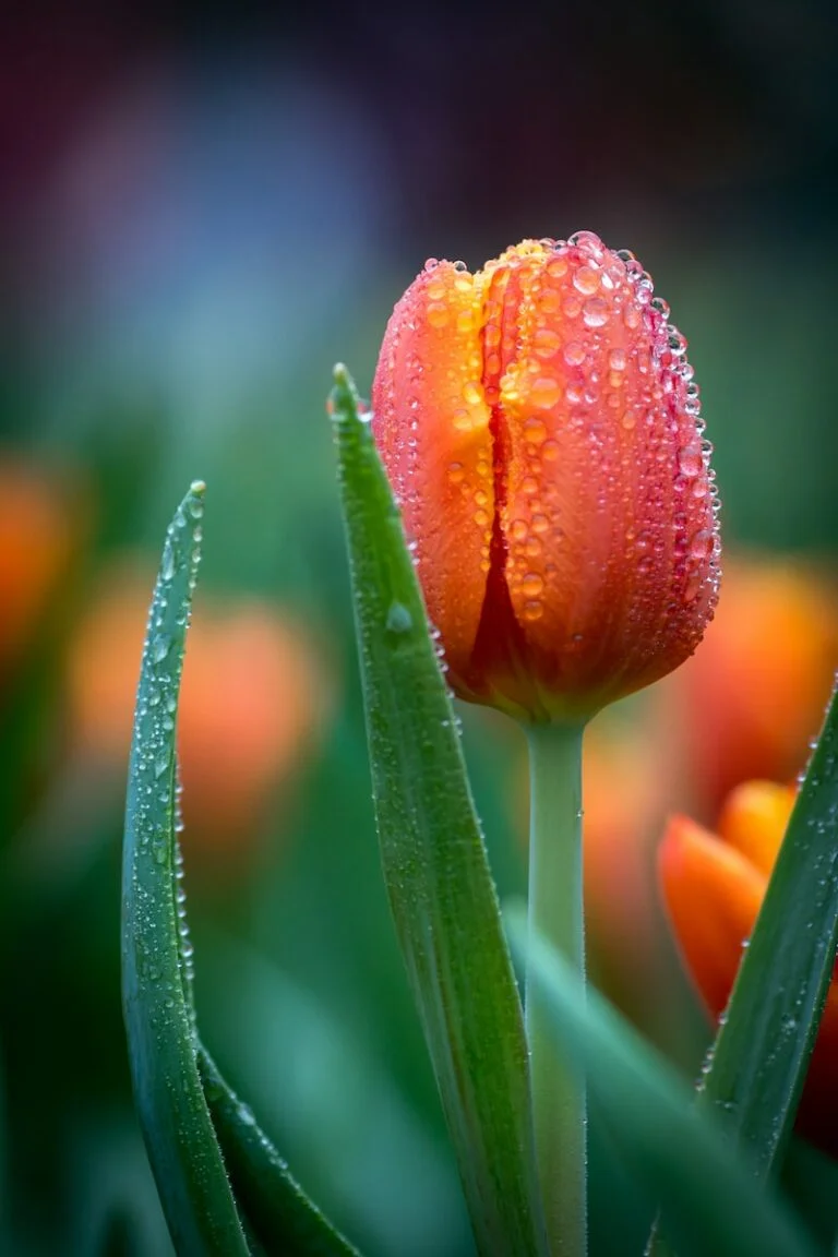 The Human Proof Tulip blooming in the most beautiful spring garden