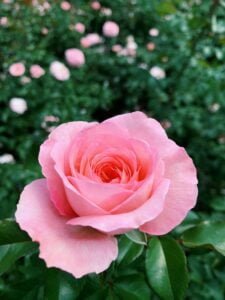 Martha Stewart planting the seeds of love for rose gardens