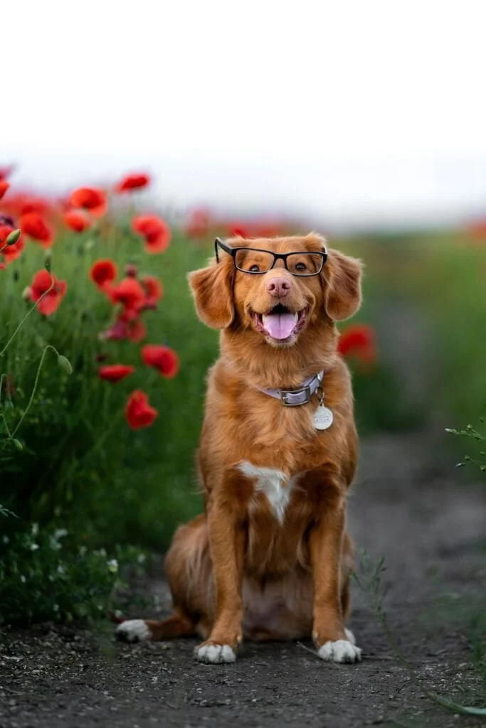 how do you keep your dog cool this summer?
