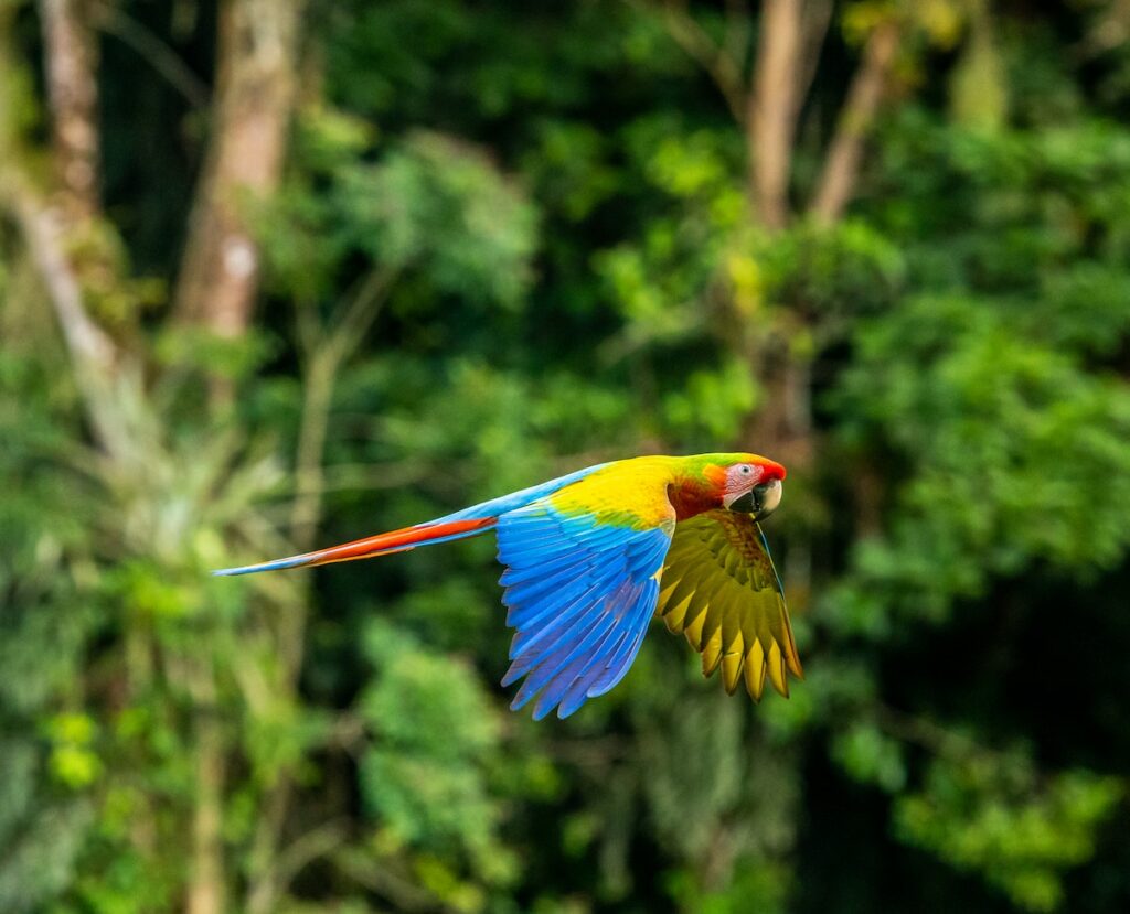 blue yellow and red parrot