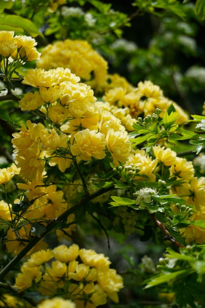 a bunch of yellow flowers that are on a tree