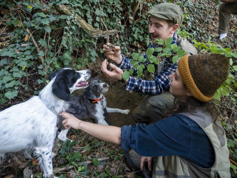 Trifolau and their dogs tread lightly, leaving the ecosystem undisturbed while they search for truffles. These practices are a testament to Italy's commitment to sustainable tourism and preservation of biodiversity.