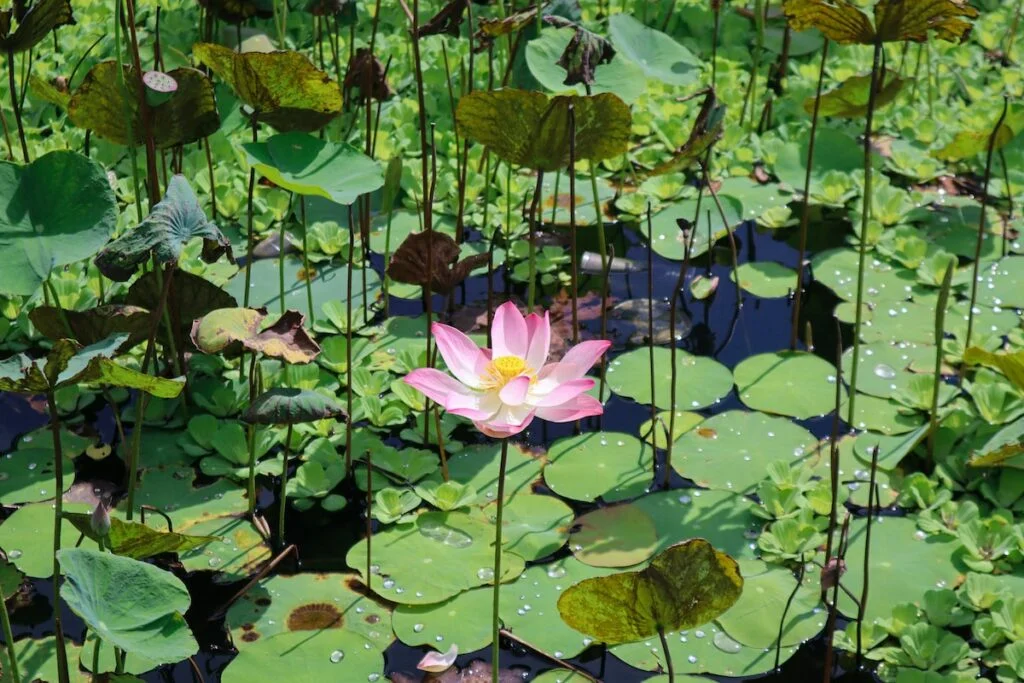 a pink flower surrounded by lily pads