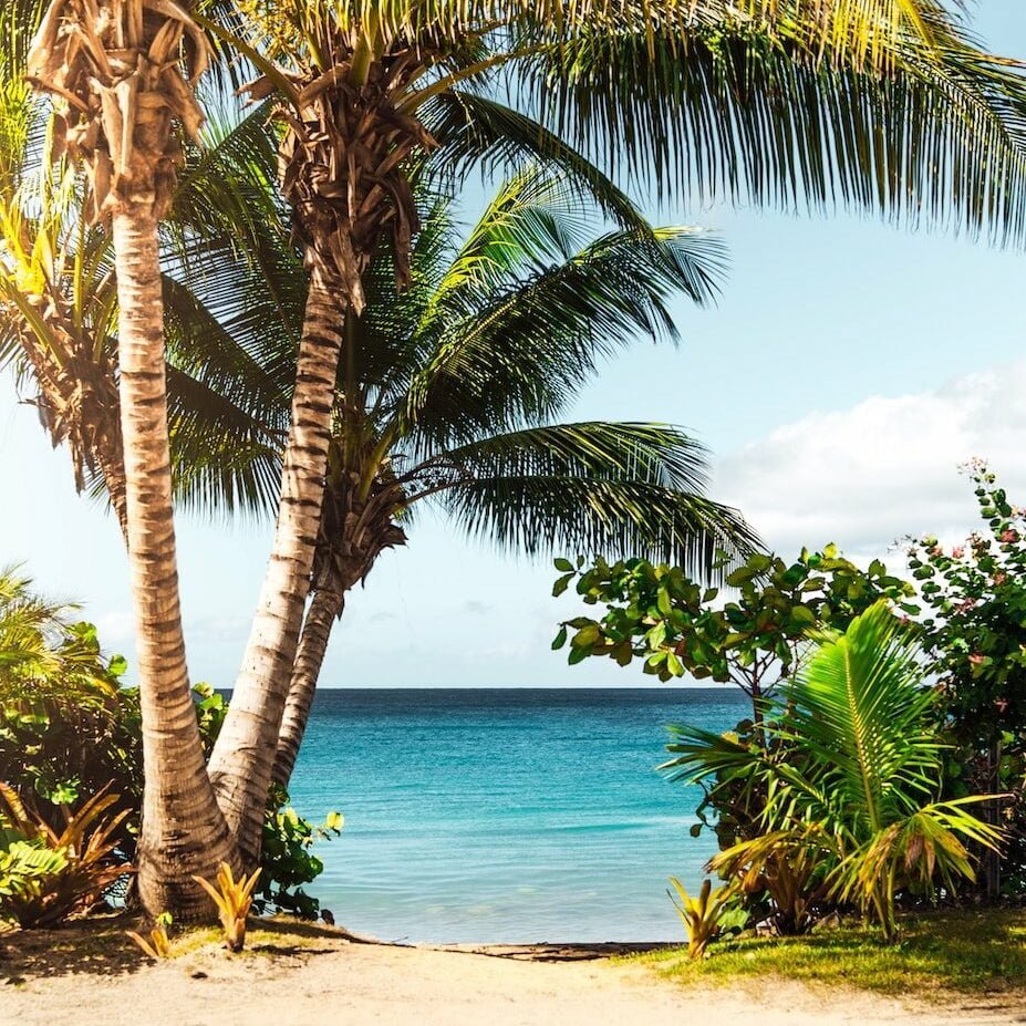 coconut tree on beach