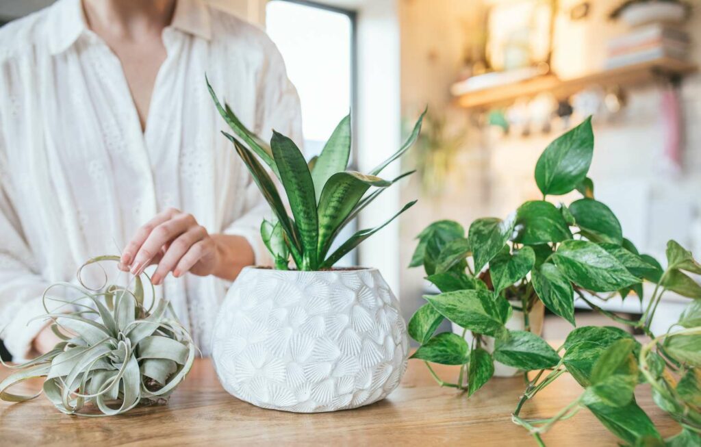 In the quest for alleviating anxiety and nurturing well-being, the natural world often holds unexpected solutions. Engaging with plants as a form of therapy is gaining traction, and certain house plants are particularly able to offer solace. Let's explore the 5 house plants you can make a connection with to cultivate tranquillity.