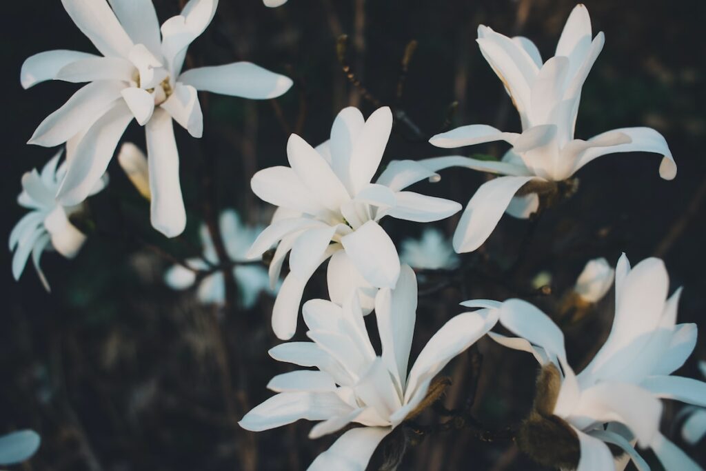 white petaled flowers in bloom