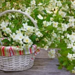is Jasmine Oil a Gateway to Tranquillity on Brain Waves and Emotions-