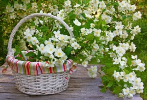 is Jasmine Oil a Gateway to Tranquillity on Brain Waves and Emotions-