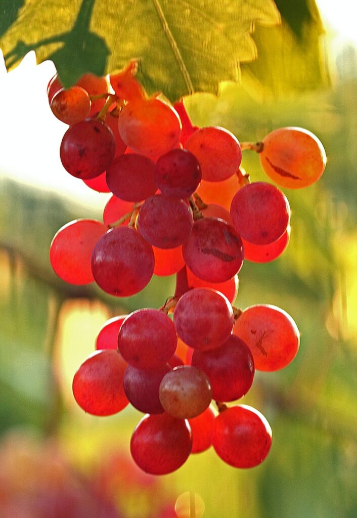 a bunch of red grapes hanging from a tree