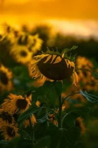 what is the impact of writing to heal on recovering from trauma and boosting your immune system?