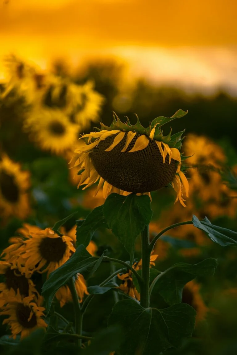 what is the impact of writing to heal on recovering from trauma and boosting your immune system?