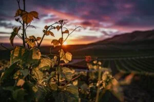The magic of grapes- a beginner's guide for wine lovers