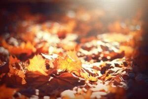 Navigating Thanksgiving: How to Cope With Devastating News