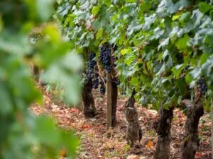 What are The World's Most Expensive Wines? What is the Resonance between Vine, Man, Earth and Stars 