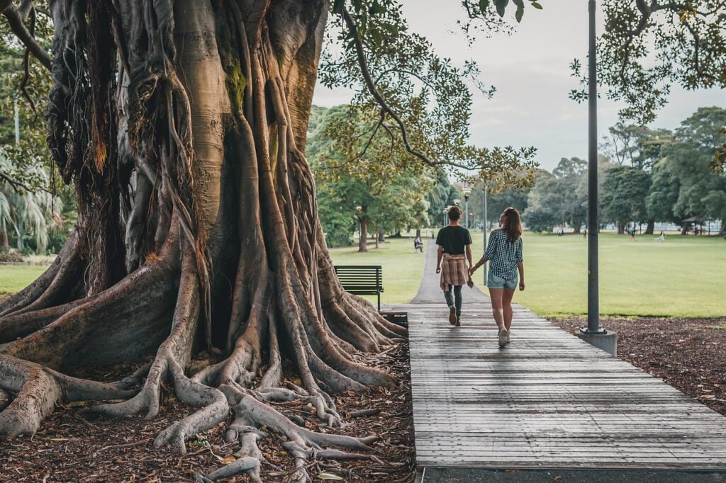 tree, park, nature