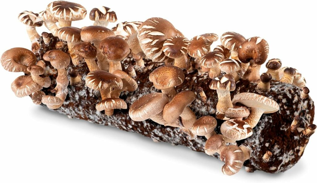 A 10,000-year-old Mushroom, Reishi has a promising future. We look into the significant role this mushroom is set to play in the global dietary supplement market,