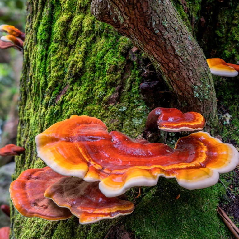 Reishi: A 10,000-year-old Mushroom with a Promising Future