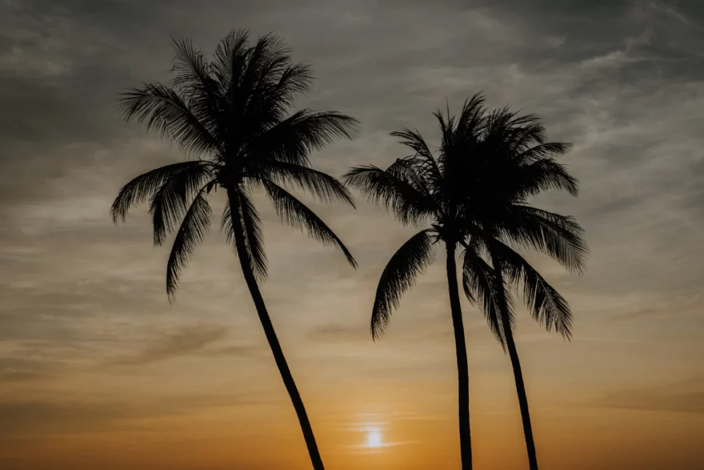 With the Year of the Snake 2025 right around the corner, Pullman Phu Quoc Beach Resort is getting ready to welcome travellers with dragons dance and fortune smiles, a Lunar New Year Adventure from 22th January to 2 nd February 2025.
