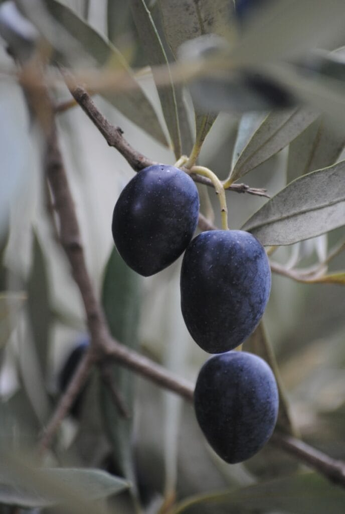 blue round fruit on tree branch