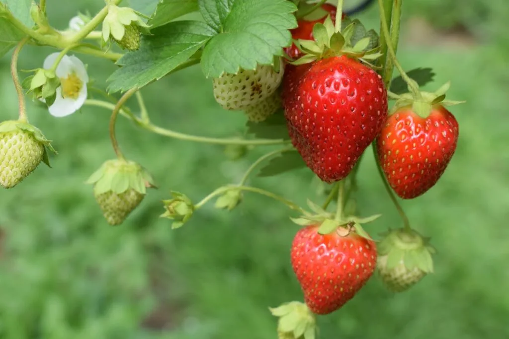 Unlike outdoor gardening, where strawberries are typically planted in early spring or fall, indoor strawberries can be planted at any time of the year. If you want fresh strawberries all year round, here you learn how to grow a Indoor garden and a recipe to treat yourself with a delicious meal.