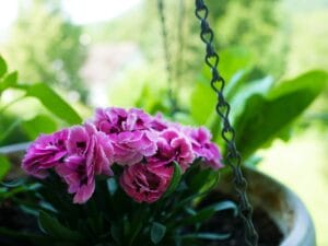 9 Best Plants to Grow in Pots: A Green Oasis for Your Home