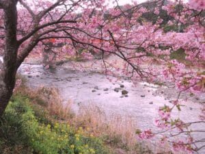 Japan’s First Cherry Blossoms: The Kawazu River in Full Bloom