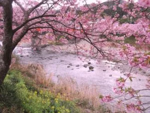 Japan’s First Cherry Blossoms: The Kawazu River in Full Bloom