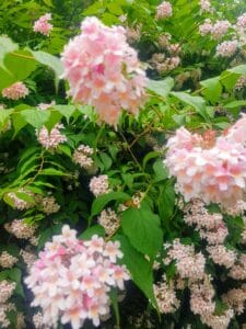 Your Space, Your Story- My 25th Year at the Chelsea Flower Show, Coming Home to Beauty