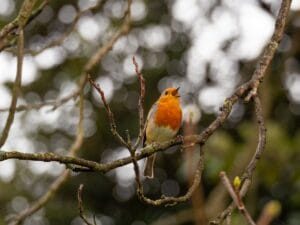 Birds Sounds - An Echo Therapy to Reduce Your Stress Level