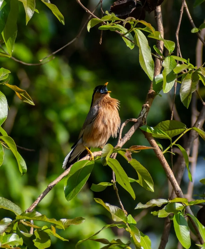 A bird sitting on a branch in a tree