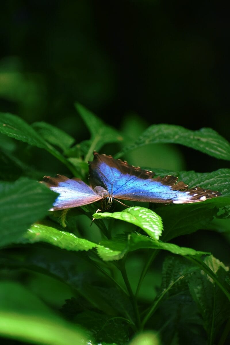a butterfly on a flower