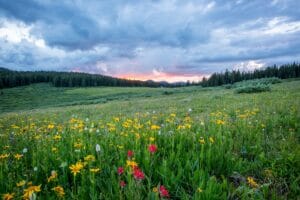 Europe in Bloom- This Week's Destination of Wonder and Inner Peace