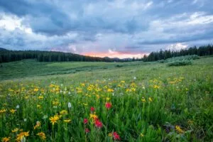 Europe in Bloom- This Week's Destination of Wonder and Inner Peace