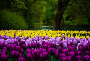 Where the Tulips Bloom: Europe Most Enchanting Spring Destinations