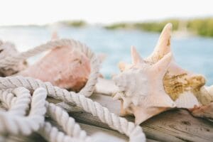 Mindful Travel- Leave Seashells in the Marine Ecosystem to Prevent Erosion and Protect Biodiversity
