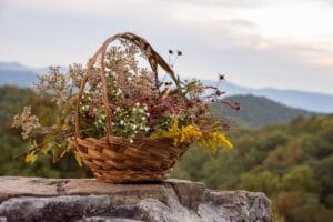 Women Off-Grid: a New Lifestyle Rooted in Old Simplicity, Sustainability and Soul Searching