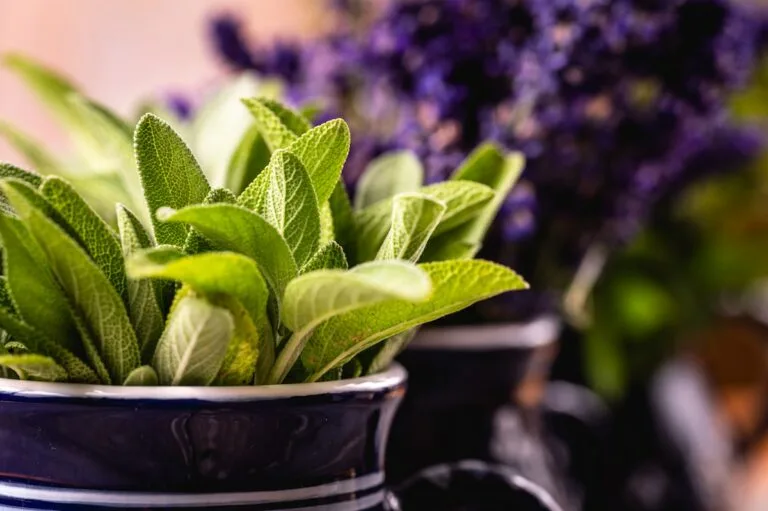Magnesium Biohacks: Daily Routines and Foods to Better Your Sleep Patten, Mood and Energy