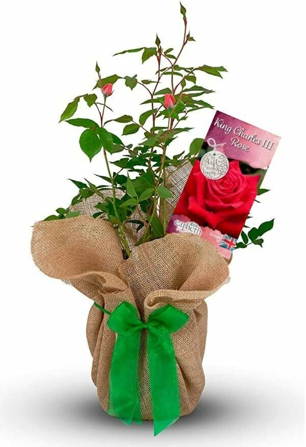 A rose variety blending royal heritage with ecological gardening in British gardens. It sets a milestone in sustainable floriculture, attracting pollinators for community biodiversity.