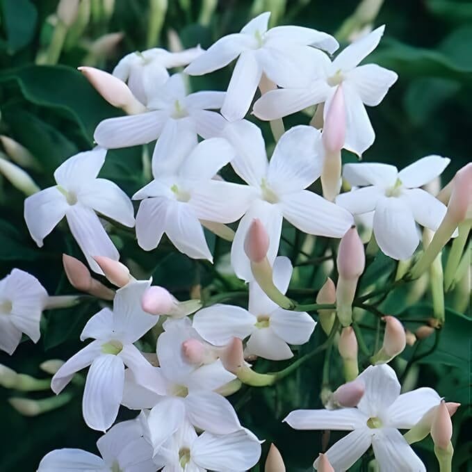 Discover the future of urban gardening with container-grown climbers offering versatile solutions for small spaces, wildlife attraction, and urban greening.