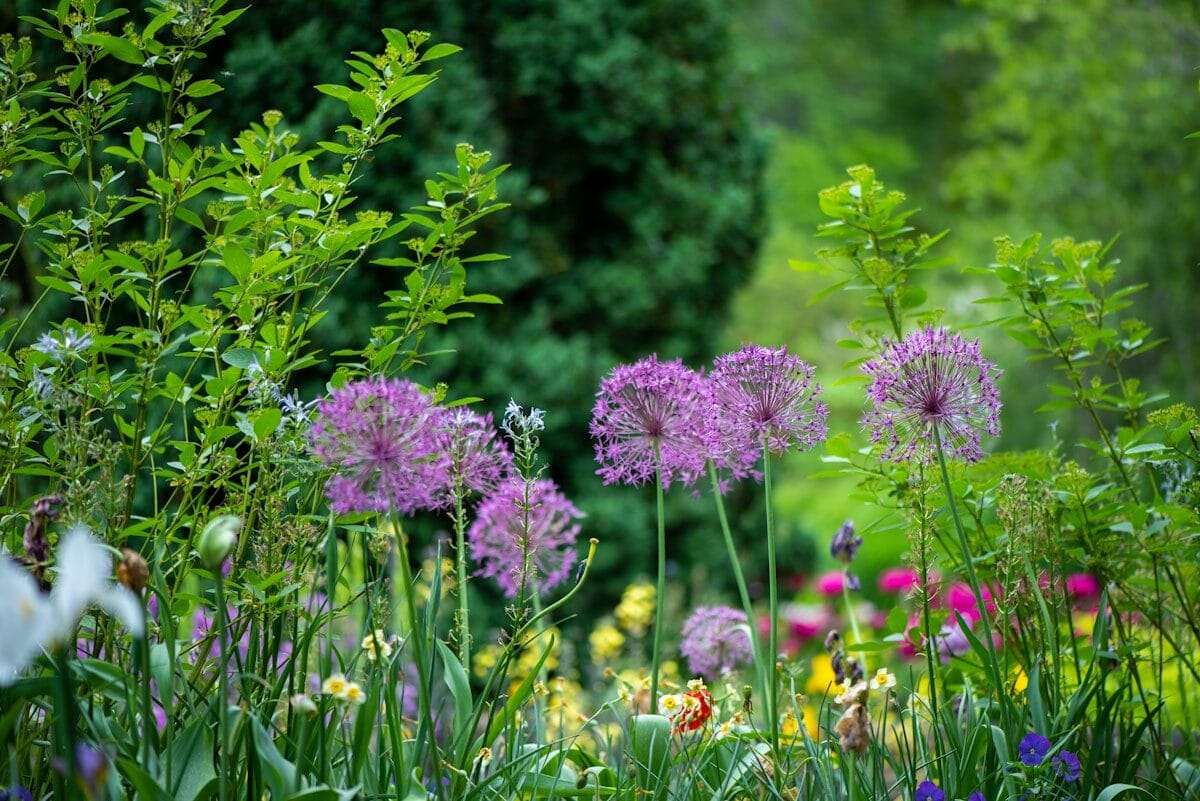 Time Poor? Here are Simple Tips to Create Lasting Beauty in your Garden with Minimal Care
