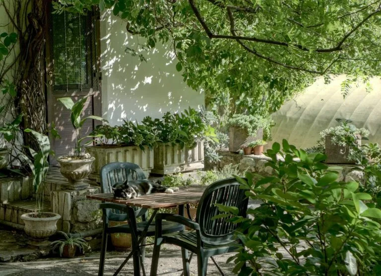Smart Watering Secrets: How to Keep Garden Plants Thriving in Hot Weather