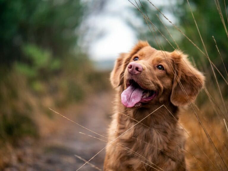 Post-Pandemic Pet Mental Health Crisis Drives Demand for Specialised Dog Trainers