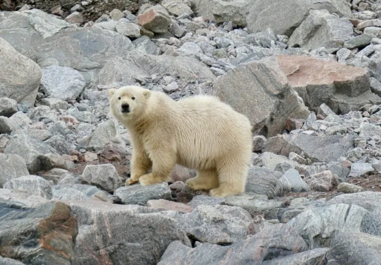 Arctic Legacy: Record-Breaking Polar Bear Advances Wildlife Conservation