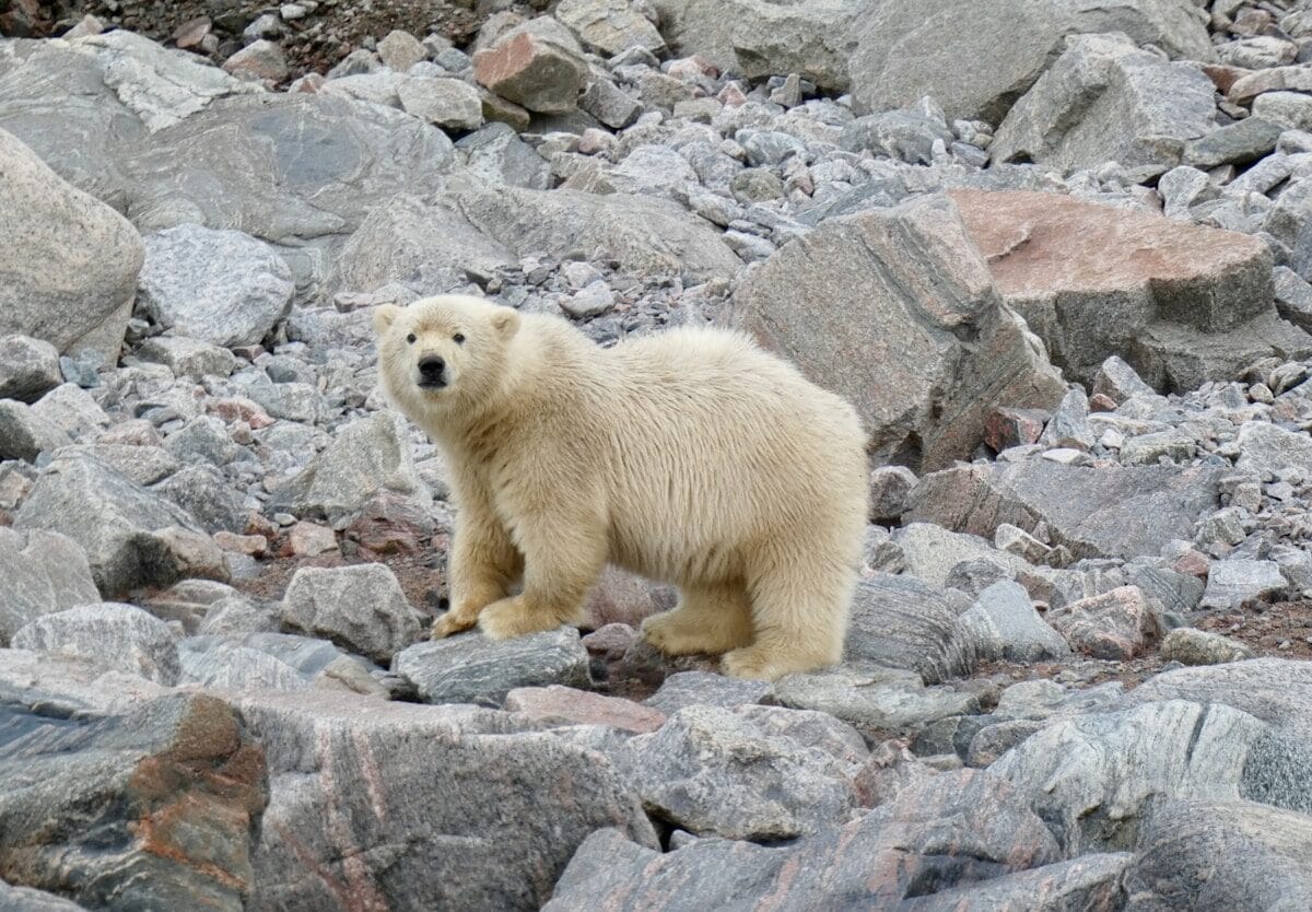 Arctic Legacy: Record-Breaking Polar Bear Advances Wildlife Conservation