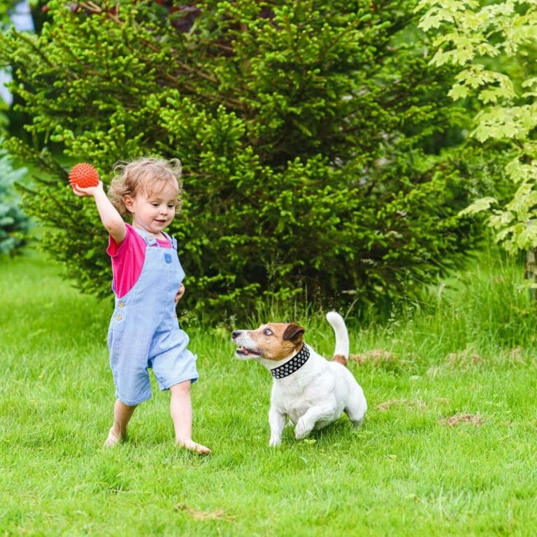 Discover how DAZZIFY by Dazzle Paws blends style and practicality in dog collars—uniting comfort and joy for pets and owners seeking beauty in every walk