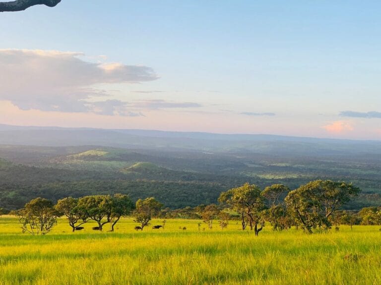 a grassy field with trees and mountains in the background