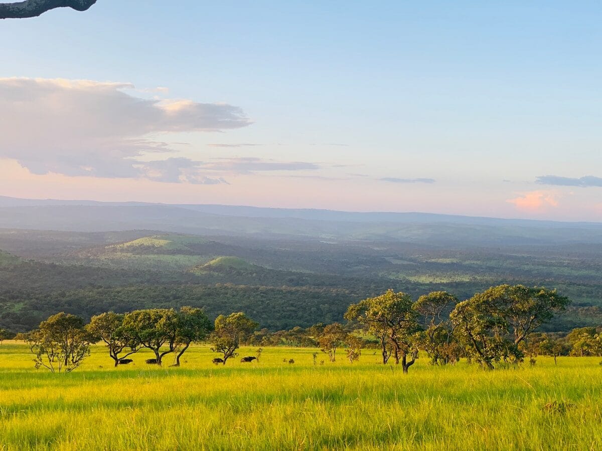 a grassy field with trees and mountains in the background