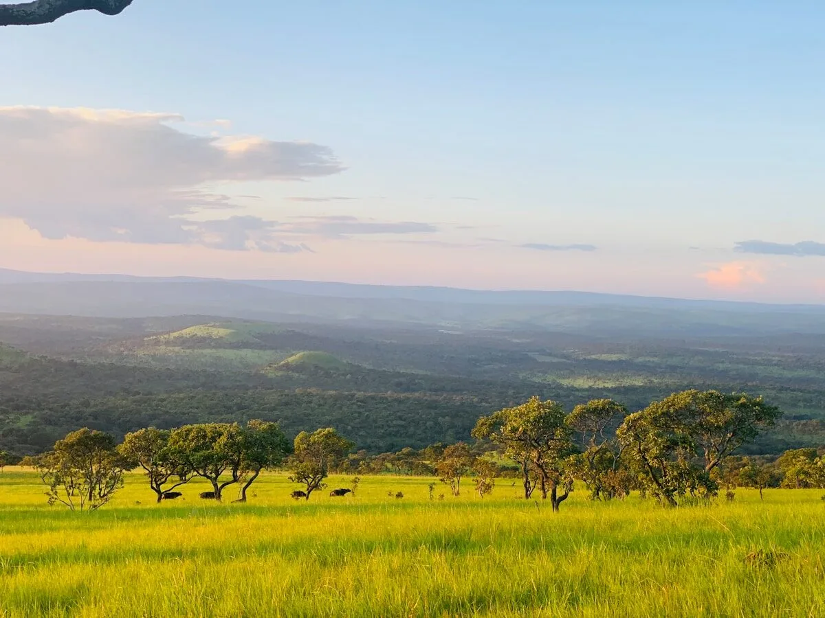 a grassy field with trees and mountains in the background