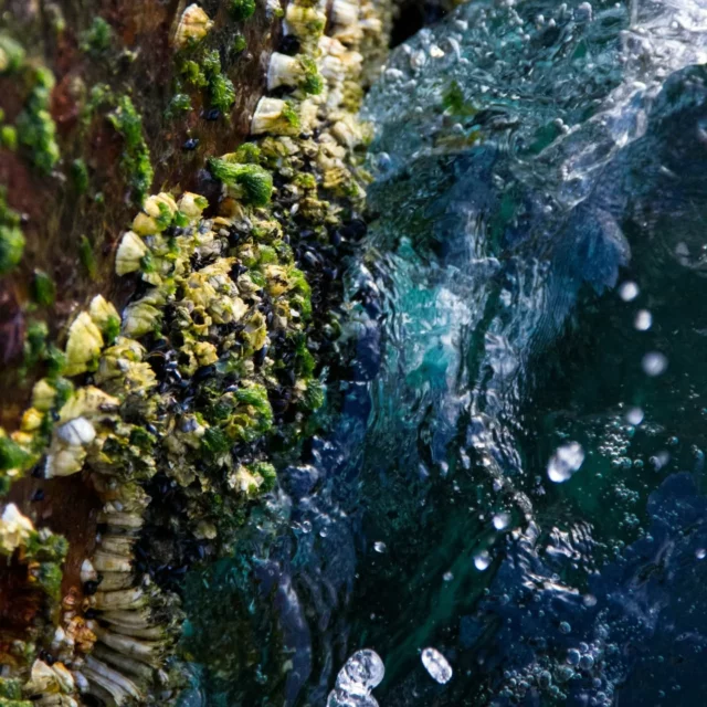 🌊Living WITH the Sea in 2025: Seafood for Your Heart & Our Planet 🌍🦪 Thinking of what’s for dinner this weekend? Dive into the world of aquatic foods—seafood and beyond! From heart-healthy omega-3s to sustainable benefits for the planet, choosing the right seafood makes a BIG impact. 💙🌟 Win-win:
🐟 Better for You: Salmon, sardines and clams are packed with nutrients that boost heart and brain health.
🌍 Better for the Planet: Small fish, shellfish and seaweed have a low environmental footprint and support marine ecosystems.✨ Try these eco-friendly options:
✔️ Herring & sardines: Omega-3 powerhouses 🐟
✔️ Mussels, oysters & clams: Nature’s water filters 🦪
✔️ Seaweed: Nutrient-packed and carbon-friendly 🌱🌱 Pro Tip: Look for sustainably sourced seafood (check for MSC or ASC certifications) and support local fisheries.📸 Tag us in your next seafood creation! Let’s eat smarter—for our hearts and our planet. 💚 Order the Rich Food Journal 2025 #Sustainable #Seafood #HealthyEating #AquaticFoods #OceanLove #sea #seafoods #oysters #mussels
#omega3